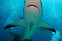 Shark_0625