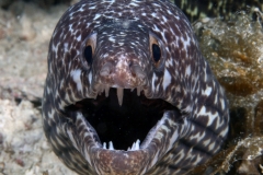Spotted Eel 1878