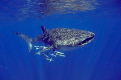 Whale Shark P1130293 - Copy